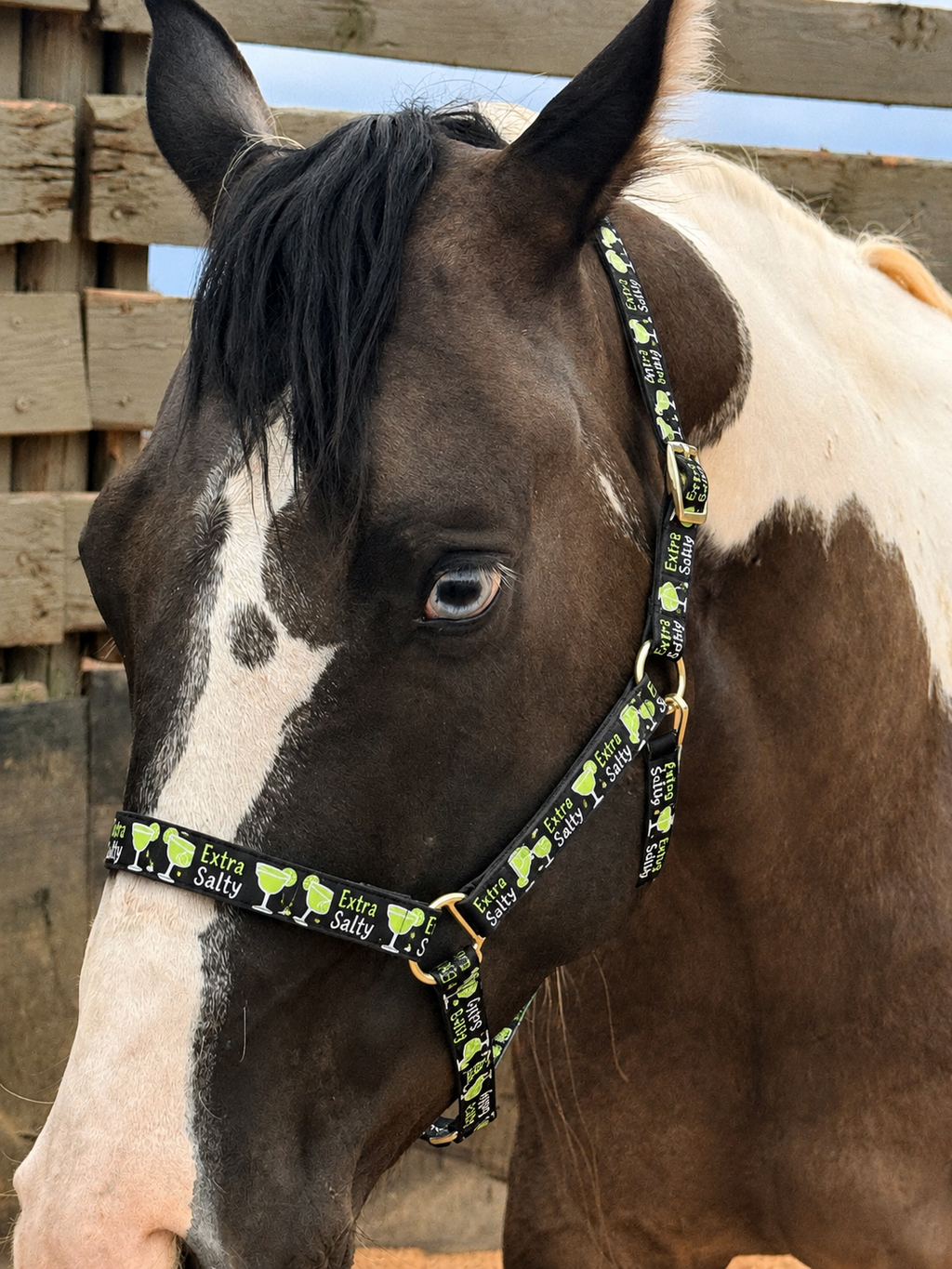 🌵🍹 EXTRA SALTY HORSE HALTER 🍹🌵