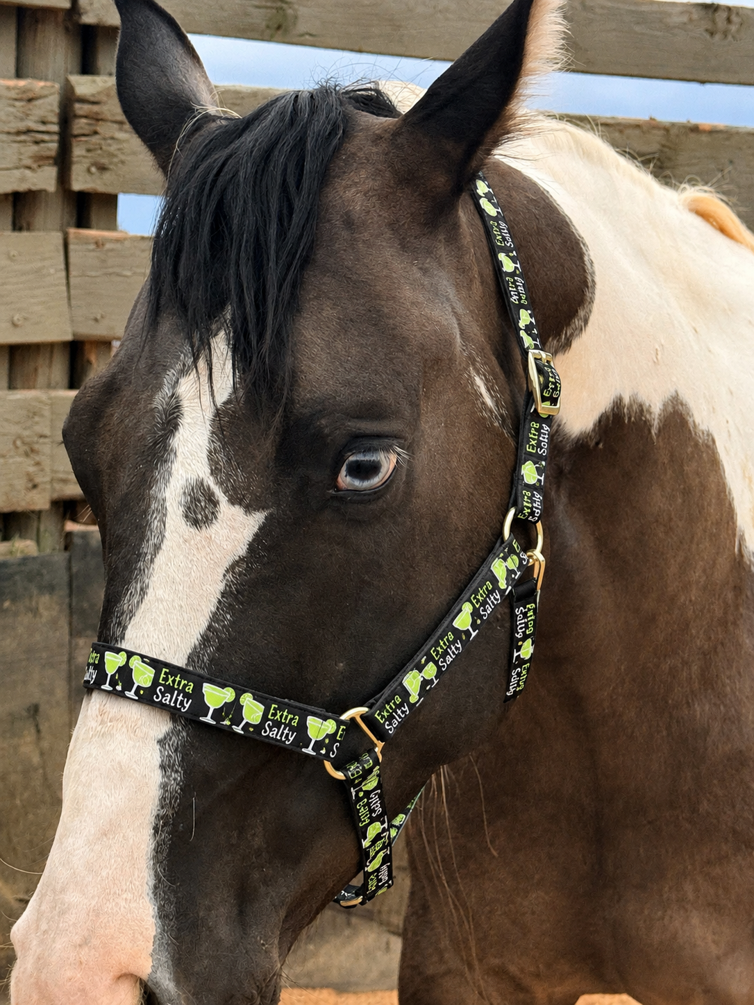 🌵🍹 EXTRA SALTY HORSE HALTER 🍹🌵