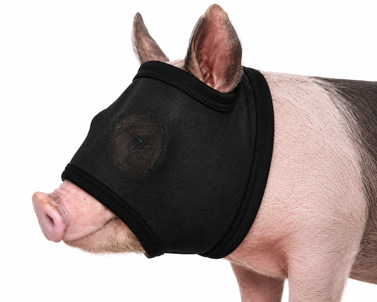 Mini Pig Fly Masks