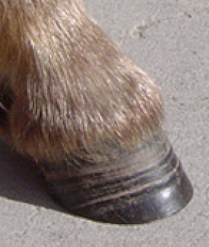 Mini Horse/Mini Donkey Hoof Trimming