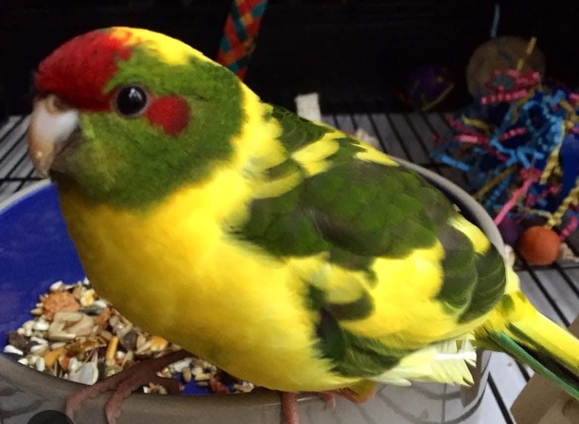 Yellow Pied Kakariki Male