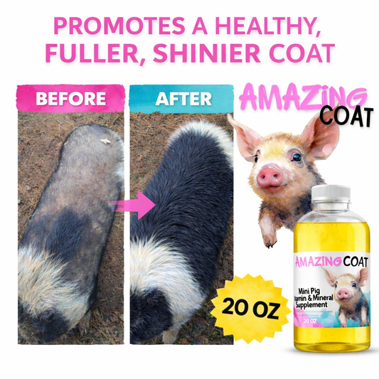 Oink cuisine: “amazing coat” feed supplement