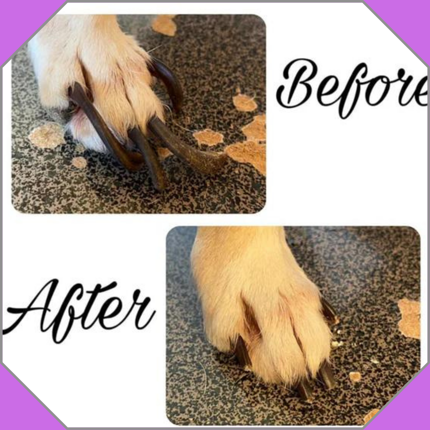 Dog Nail Trimming Package