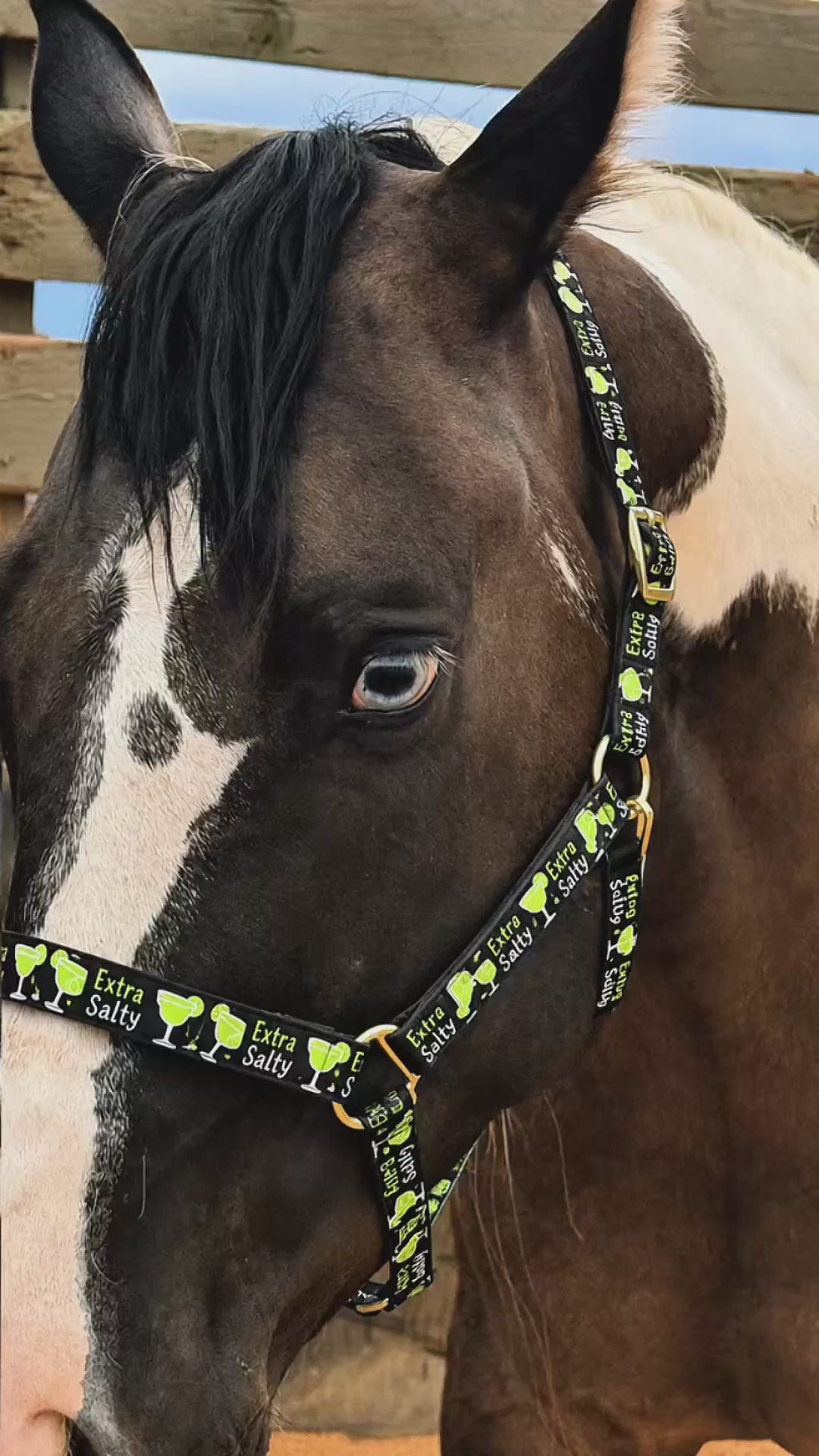 🌵🍹 EXTRA SALTY HORSE HALTER 🍹🌵