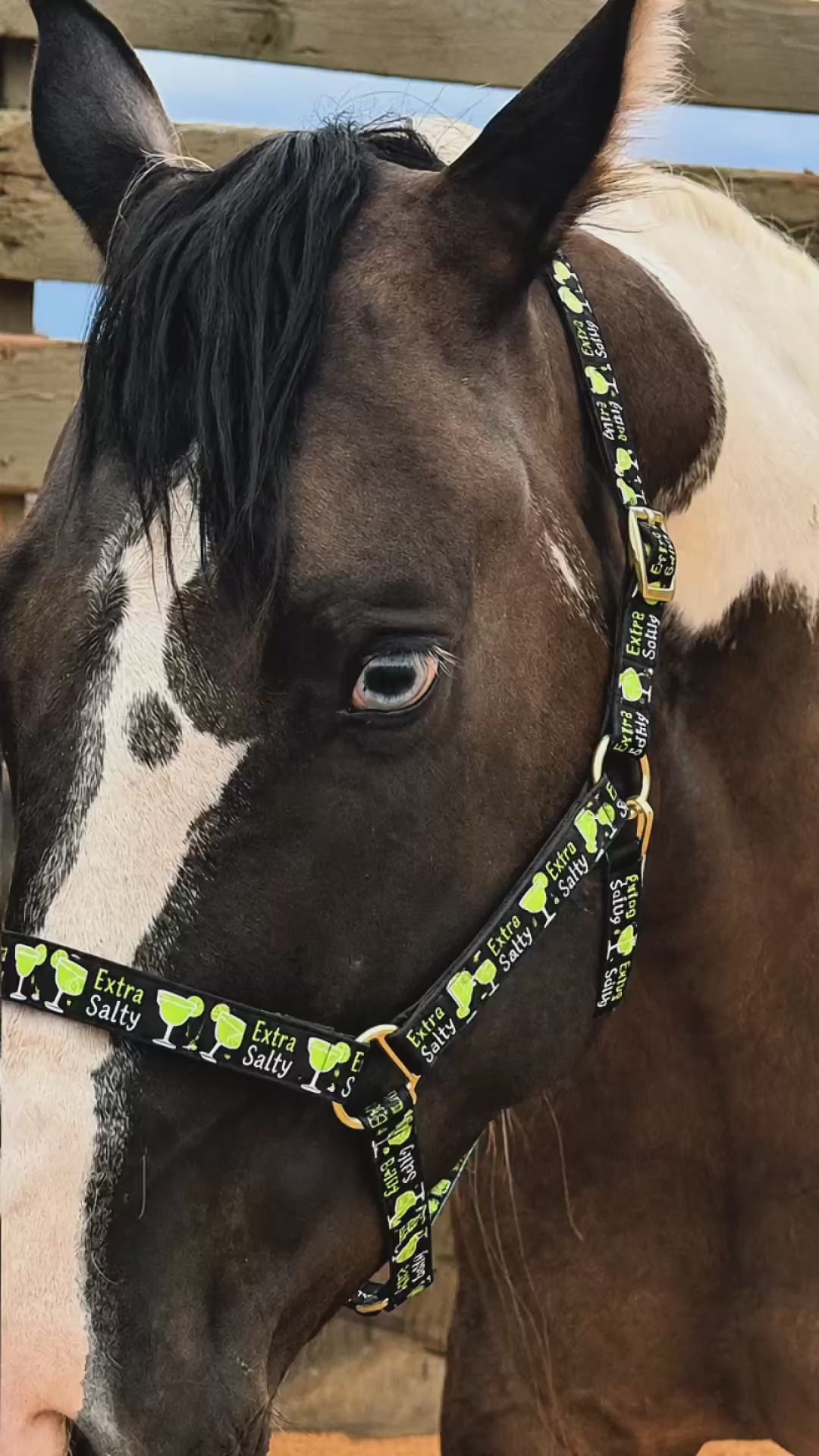 🌵🍹 EXTRA SALTY HORSE HALTER 🍹🌵