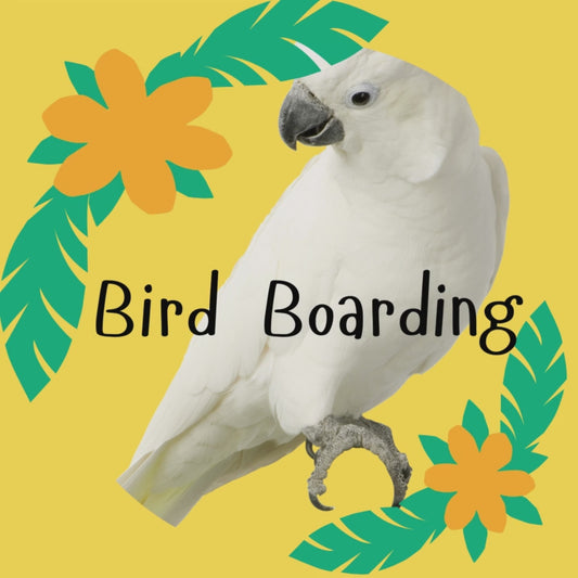 BIRD BOARDING